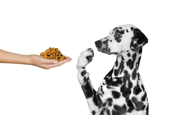 dog refuse to eat