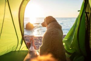 dog in tent camping