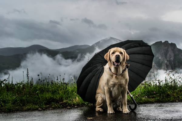 A dog with an umbrella