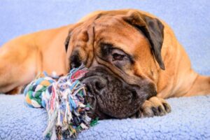 big dog bullmastiff with a dog toy