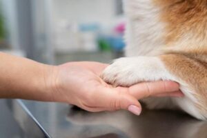 dog owner holding dog's hand
