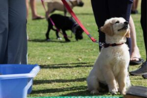 puppy sitting and looking at his owner