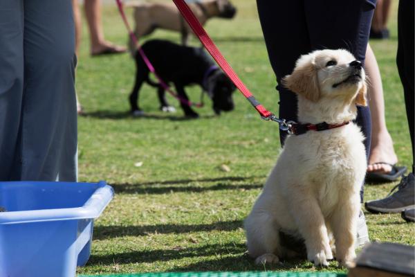 puppy sitting and looking at his owner
