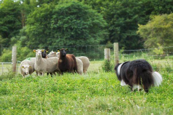 Border Collie herding sheep