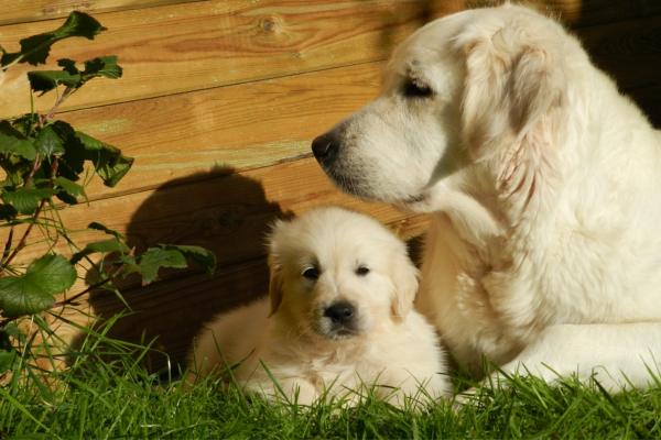 puppy and older labrador dogs