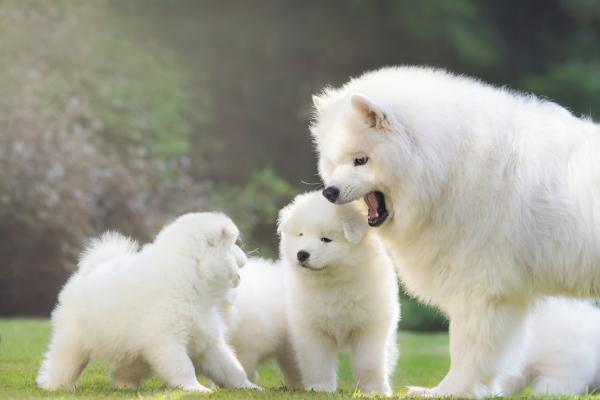puppy during its socialization period, interacting with different dogs