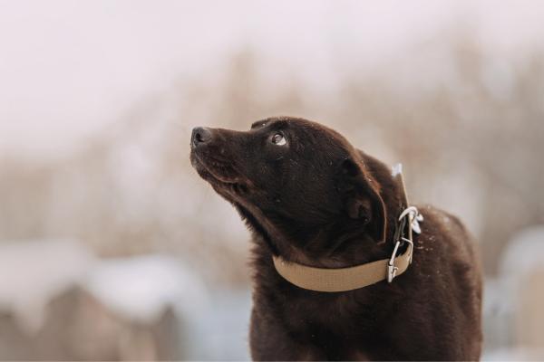 shy black mixed breed dog looking scared