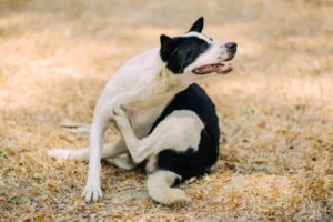 dog scratching with his back leg