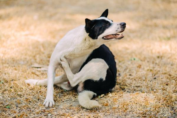 dog scratching with his back leg