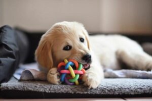 puppy chewing a toy