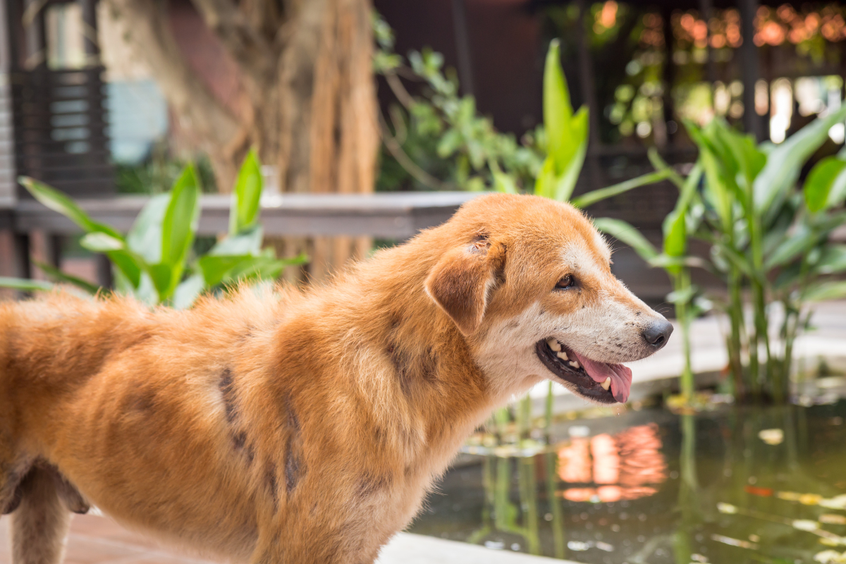 dog with skin issues