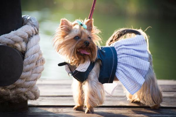 little dog in clothes