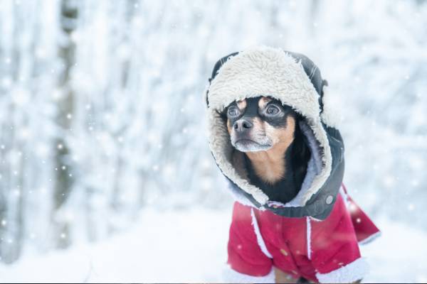 dog in a winter coat