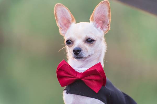 A dog in fashionable clothes