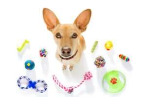 dog with toys around
