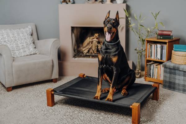 Big Dog on the Dog Bed in the Living Room
