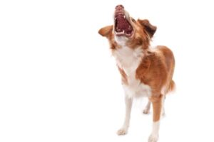 dog barks