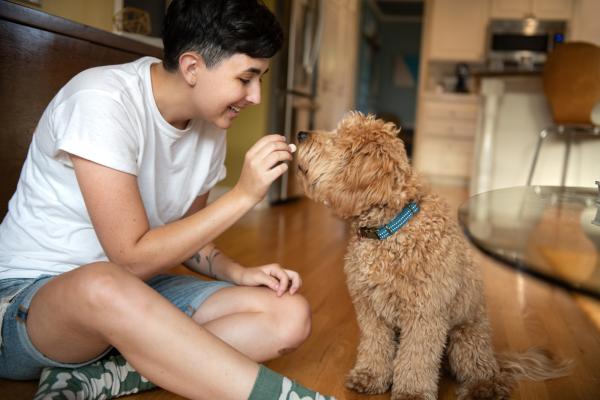 Kid training a puppy